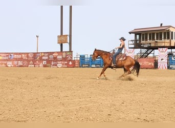 American Quarter Horse, Wallach, 10 Jahre, Rotfuchs
