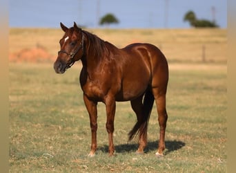 American Quarter Horse, Wallach, 10 Jahre, Rotfuchs