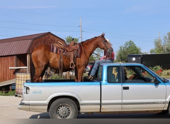 American Quarter Horse, Wallach, 10 Jahre, Rotfuchs
