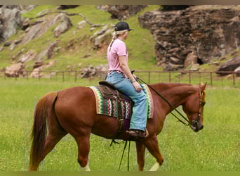 American Quarter Horse, Wallach, 10 Jahre, Rotfuchs