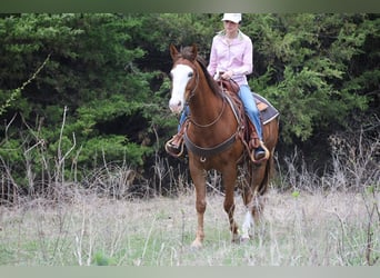 American Quarter Horse, Wallach, 10 Jahre, Rotfuchs