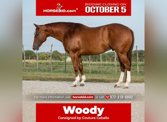 American Quarter Horse, Wallach, 10 Jahre, Rotfuchs
