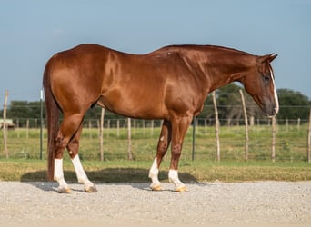 American Quarter Horse, Wallach, 10 Jahre, Rotfuchs
