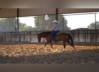 American Quarter Horse, Wallach, 10 Jahre, Rotfuchs