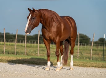 American Quarter Horse, Wallach, 10 Jahre, Rotfuchs