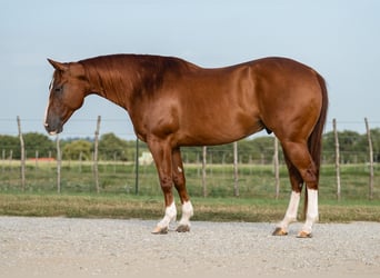 American Quarter Horse, Wallach, 10 Jahre, Rotfuchs