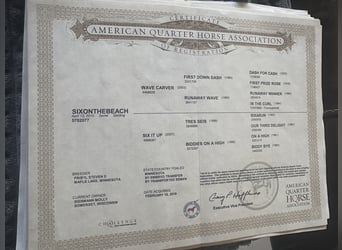 American Quarter Horse, Wallach, 10 Jahre, Rotfuchs