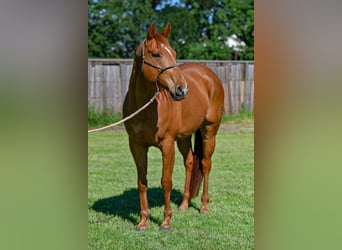 American Quarter Horse, Wallach, 10 Jahre, Rotfuchs