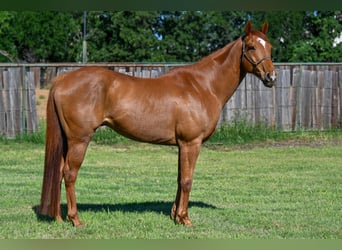 American Quarter Horse, Wallach, 10 Jahre, Rotfuchs