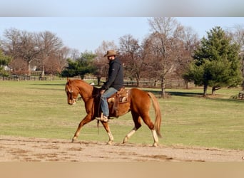 American Quarter Horse, Wallach, 10 Jahre, Rotfuchs