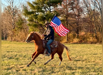 American Quarter Horse, Wallach, 10 Jahre, Rotfuchs