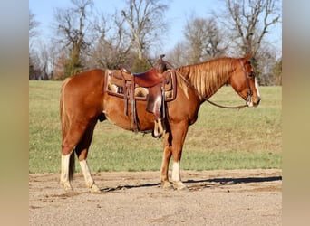 American Quarter Horse, Wallach, 10 Jahre, Rotfuchs