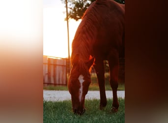 American Quarter Horse, Wallach, 10 Jahre, Rotfuchs