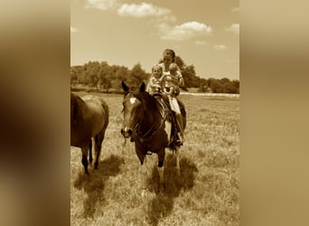 American Quarter Horse, Wallach, 10 Jahre, Schecke