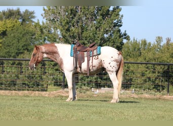 American Quarter Horse, Wallach, 10 Jahre, Schecke