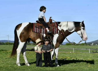 American Quarter Horse, Wallach, 10 Jahre, Schecke