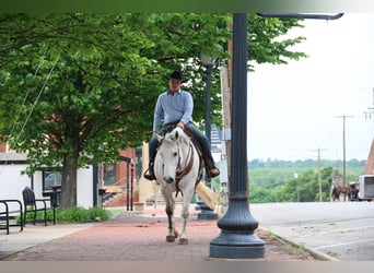 American Quarter Horse, Wallach, 10 Jahre, Schimmel