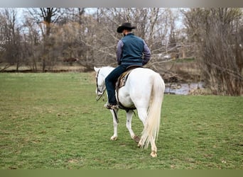 American Quarter Horse, Wallach, 10 Jahre, Schimmel