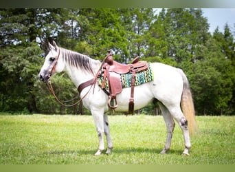 American Quarter Horse, Wallach, 10 Jahre, Schimmel