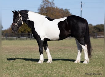 American Quarter Horse, Wallach, 10 Jahre, Tobiano-alle-Farben