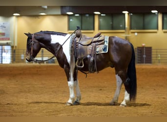 American Quarter Horse, Wallach, 10 Jahre, Tobiano-alle-Farben