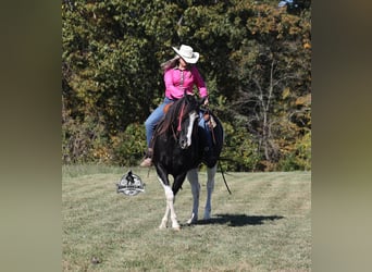 American Quarter Horse, Wallach, 10 Jahre, Tobiano-alle-Farben