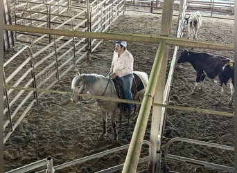 American Quarter Horse, Wallach, 10 Jahre