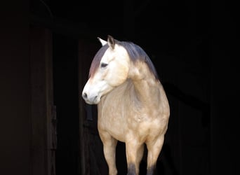 American Quarter Horse, Wallach, 11 Jahre, 132 cm, Buckskin