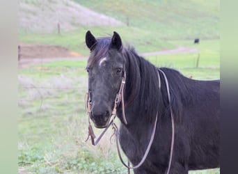 American Quarter Horse, Wallach, 11 Jahre, 135 cm, Rappe