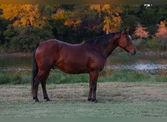 American Quarter Horse, Wallach, 11 Jahre, 140 cm, Rotbrauner