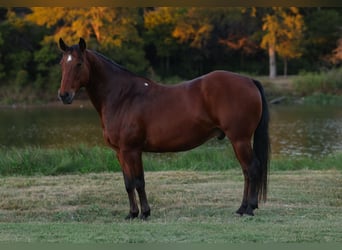 American Quarter Horse, Wallach, 11 Jahre, 140 cm, Rotbrauner