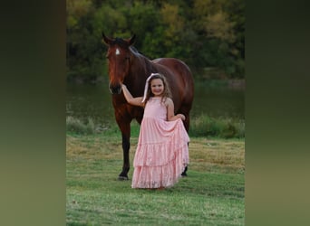 American Quarter Horse, Wallach, 11 Jahre, 140 cm, Rotbrauner