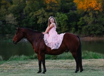 American Quarter Horse, Wallach, 11 Jahre, 140 cm, Rotbrauner
