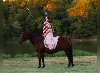 American Quarter Horse, Wallach, 11 Jahre, 140 cm, Rotbrauner