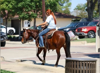 American Quarter Horse, Wallach, 11 Jahre, 140 cm, Rotbrauner
