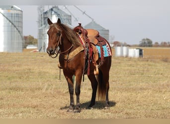 American Quarter Horse, Wallach, 11 Jahre, 142 cm, Brauner