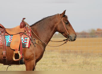 American Quarter Horse, Wallach, 11 Jahre, 142 cm, Brauner