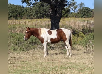 American Quarter Horse, Wallach, 11 Jahre, 142 cm, Tobiano-alle-Farben