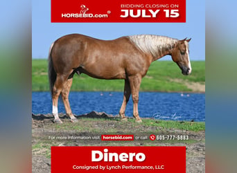 American Quarter Horse, Wallach, 11 Jahre, 145 cm, Palomino