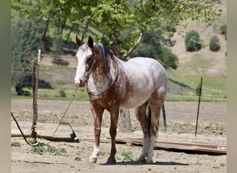 American Quarter Horse, Wallach, 11 Jahre, 145 cm, Roan-Bay