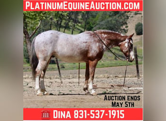 American Quarter Horse, Wallach, 11 Jahre, 145 cm, Roan-Bay