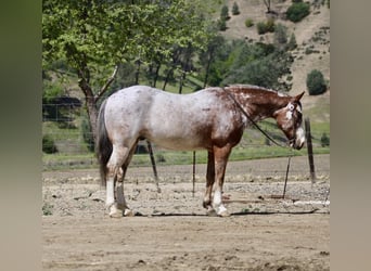 American Quarter Horse, Wallach, 11 Jahre, 145 cm, Roan-Bay
