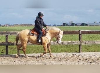 American Quarter Horse, Wallach, 11 Jahre, 147 cm, Champagne