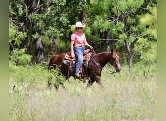 American Quarter Horse, Wallach, 11 Jahre, 147 cm, Dunkelfuchs