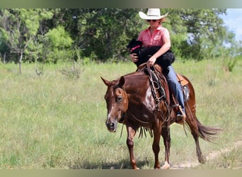 American Quarter Horse, Wallach, 11 Jahre, 147 cm, Dunkelfuchs