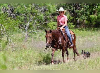 American Quarter Horse, Wallach, 11 Jahre, 147 cm, Dunkelfuchs