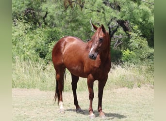 American Quarter Horse, Wallach, 11 Jahre, 147 cm, Dunkelfuchs