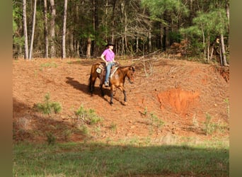 American Quarter Horse, Wallach, 11 Jahre, 147 cm, Falbe