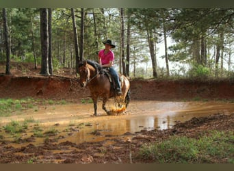 American Quarter Horse, Wallach, 11 Jahre, 147 cm, Falbe