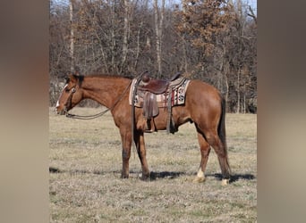 American Quarter Horse, Wallach, 11 Jahre, 147 cm, Falbe